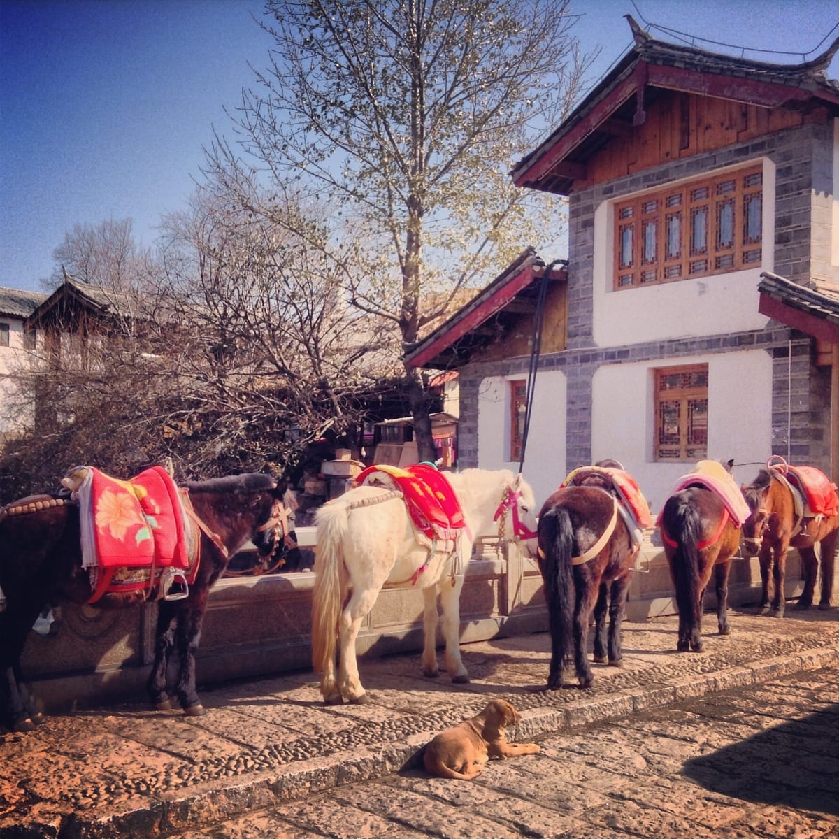 Caballos descansando en la aldea de la Ruta del Té y los Caballos