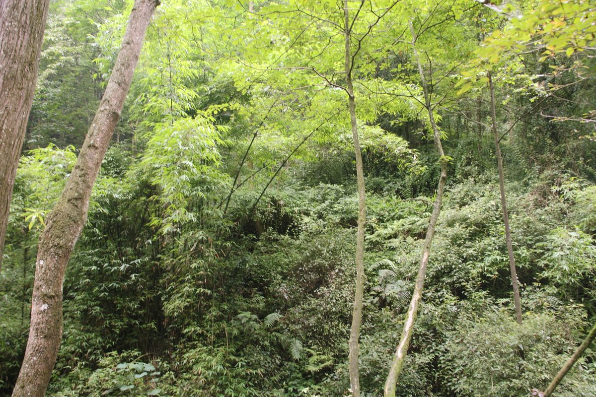 Laderas boscosas y un pabellón-templo en el Monte Qingcheng, cerca de Chengdu