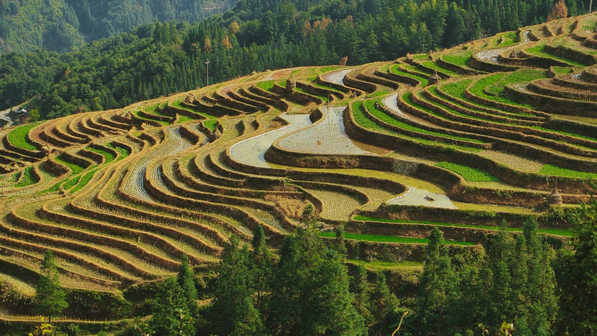Terrazas de arroz verdes curvándose por una ladera en Longji