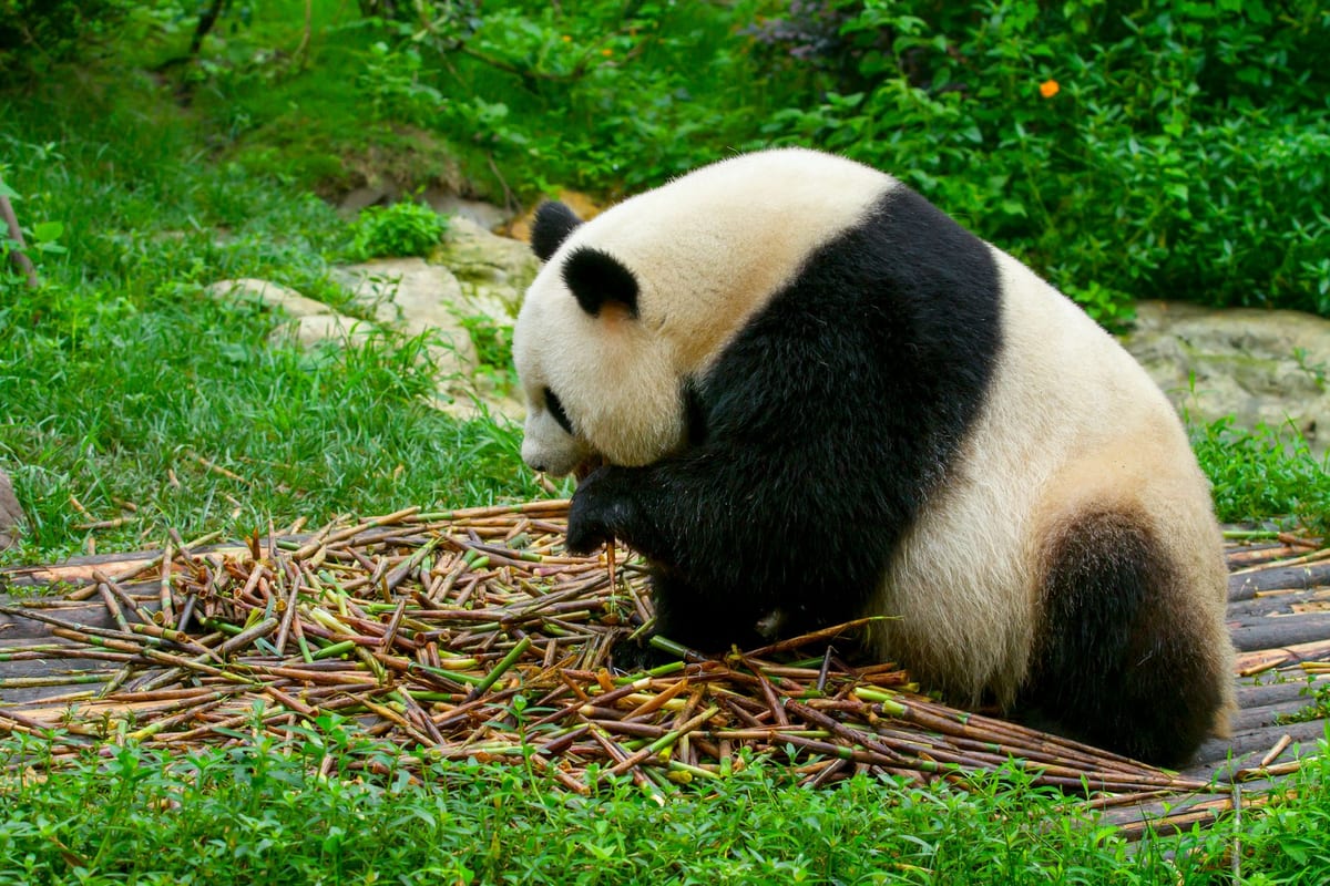 Un panda gigante recostado masticando un montón de bambú fresco