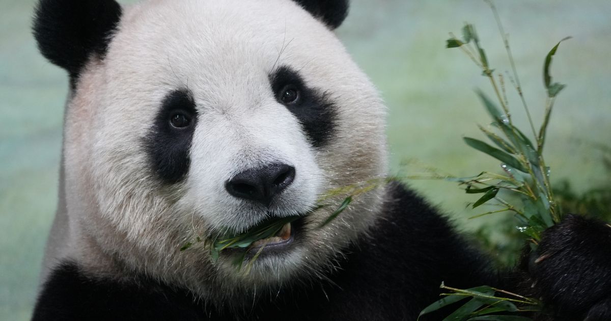 Chengdu Research Base of Giant Panda Breeding