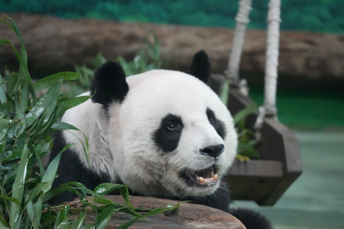 Primer plano de un panda gigante comiendo bambú fresco