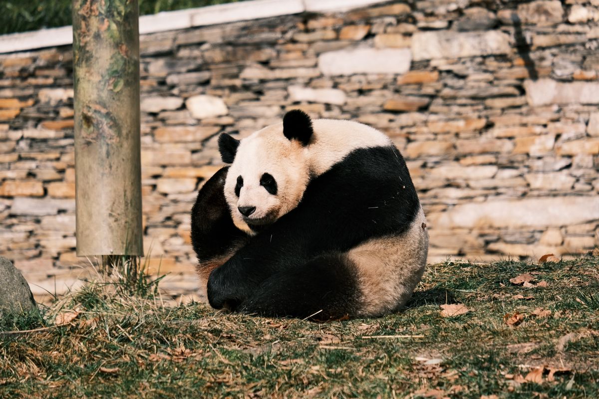 Un panda gigante sentado al aire libre en un recinto con muro de piedra en la base