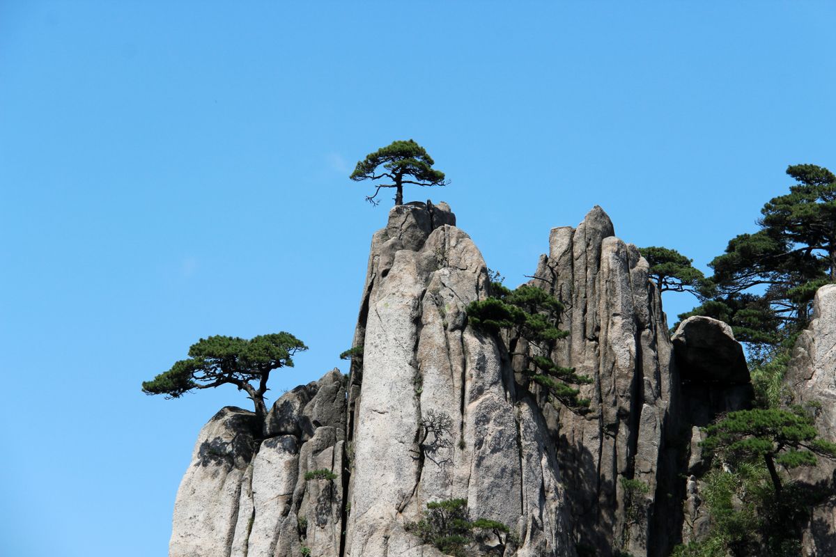 Pinos solitarios de Huangshan aferrados a una aguja de granito