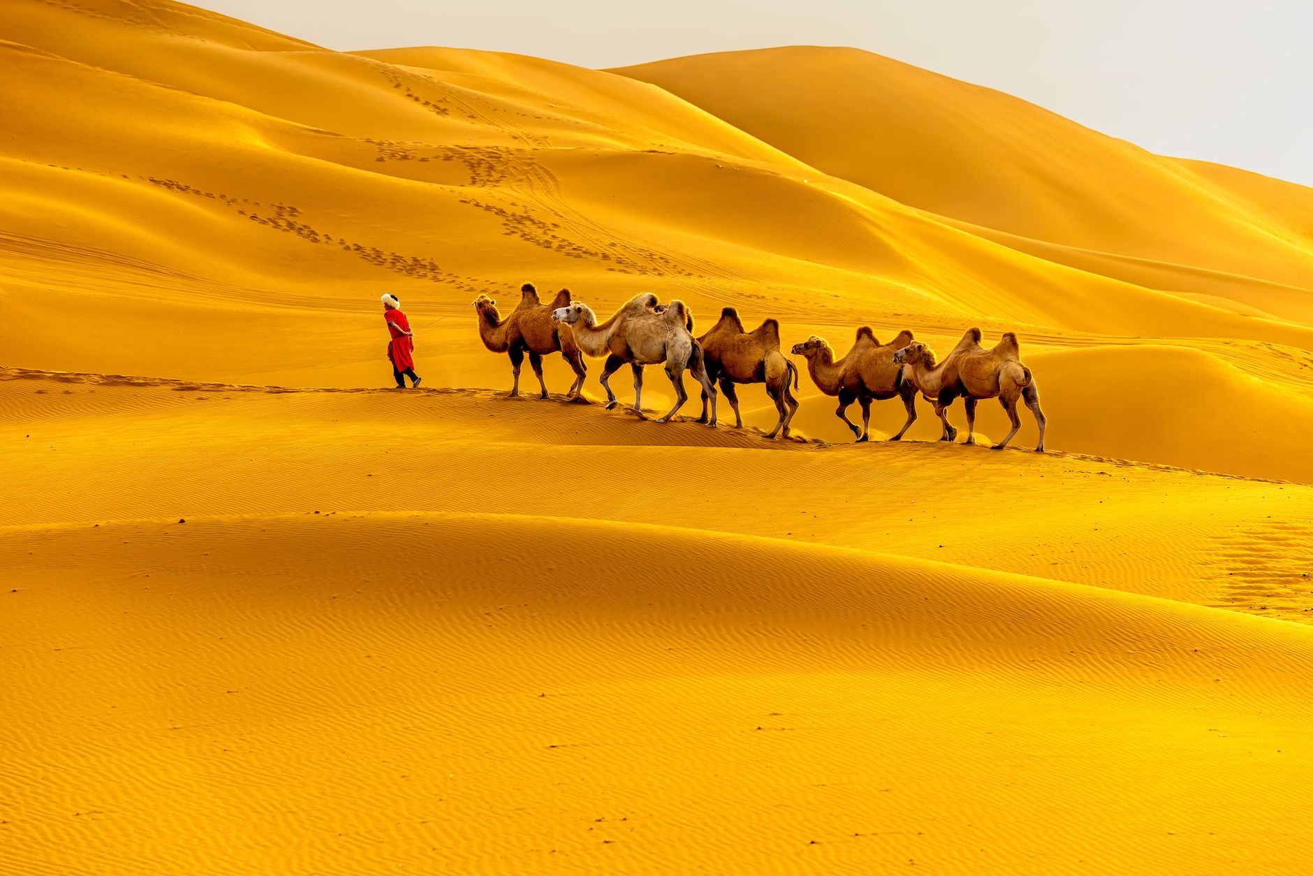 Caravana de camellos cruzando las dunas doradas de Mingsha