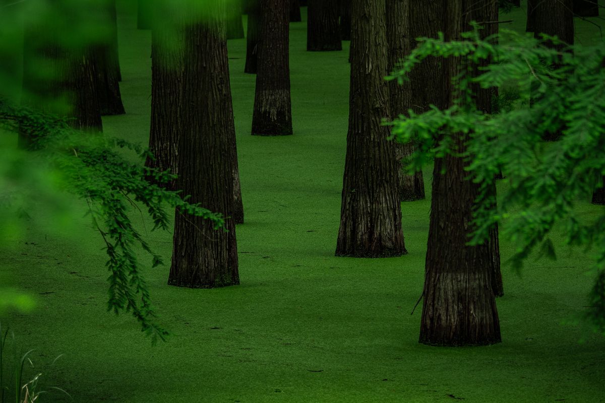 Bald-cypress trunks rising from the green wetland water of Xixi