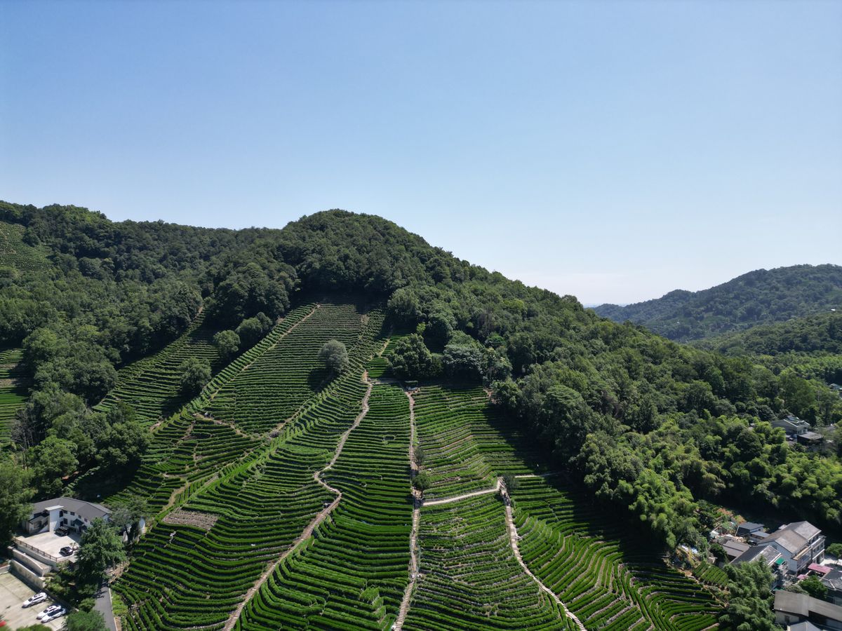 Longjing Tea Plantations & National Tea Museum, Hangzhou