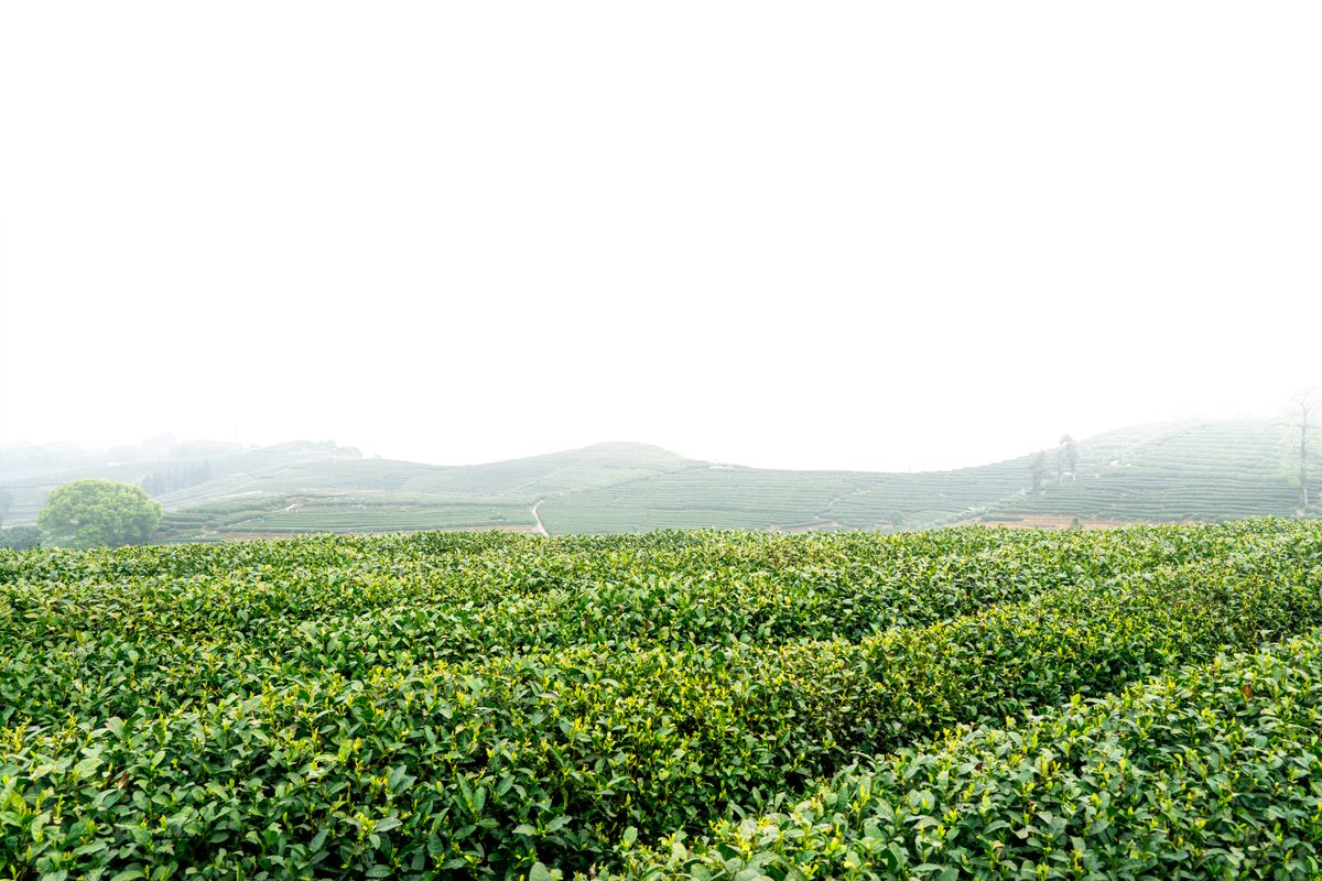 Recolectoras de té trabajando entre las hileras verdes de la plantación