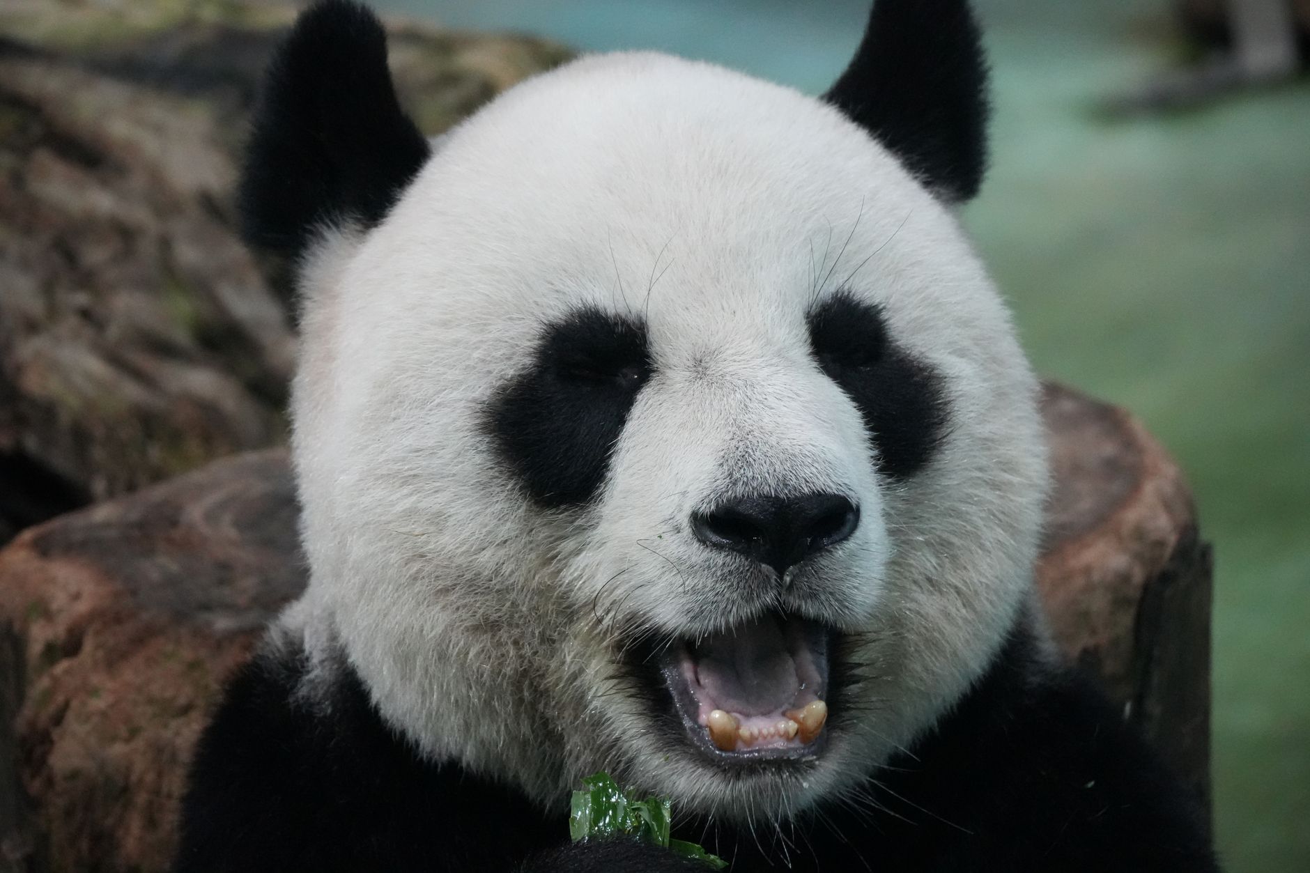 Chengdu 3-Day Itinerary: Pandas, Tea Houses & Mount Qingcheng (2026)