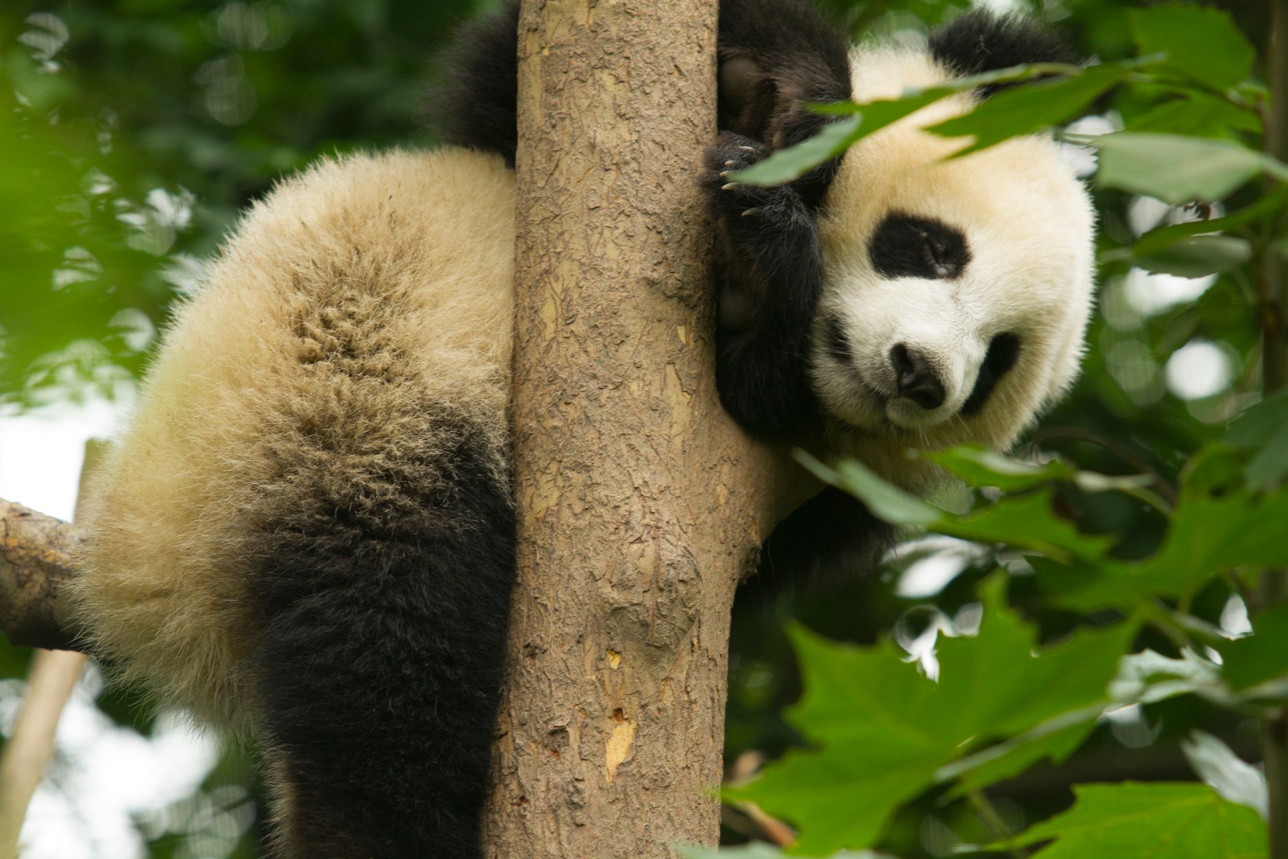 Best China Itinerary for Families With Kids (10 Days)
