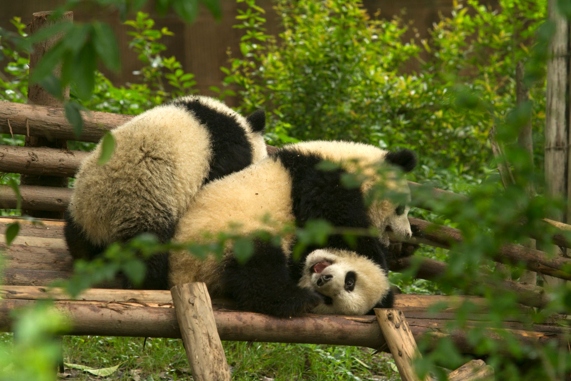 Giant pandas playing in their leafy enclosure in Chengdu