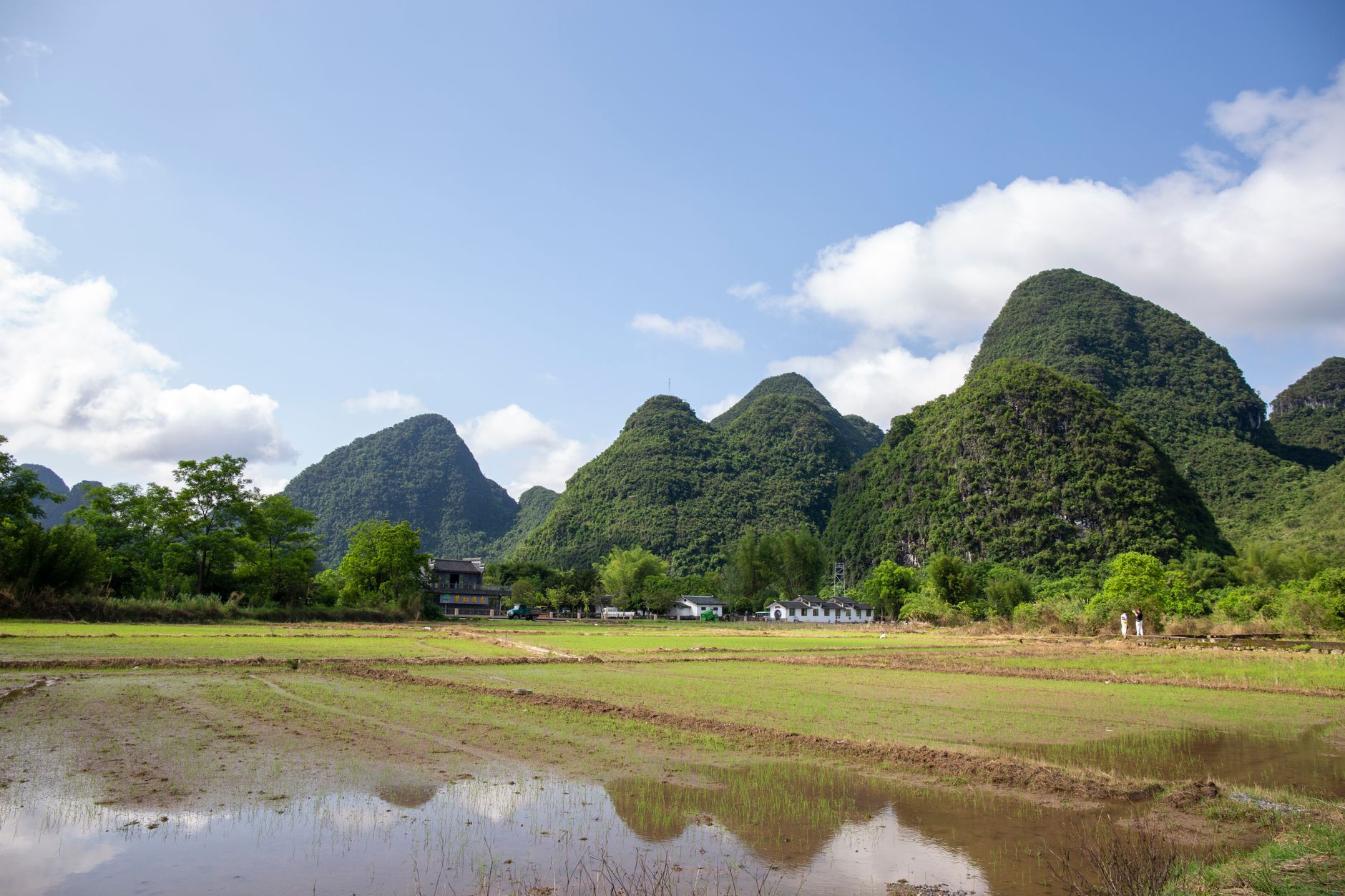 Picos kársticos elevándose sobre verdes arrozales cerca de Yangshuo, Guilin