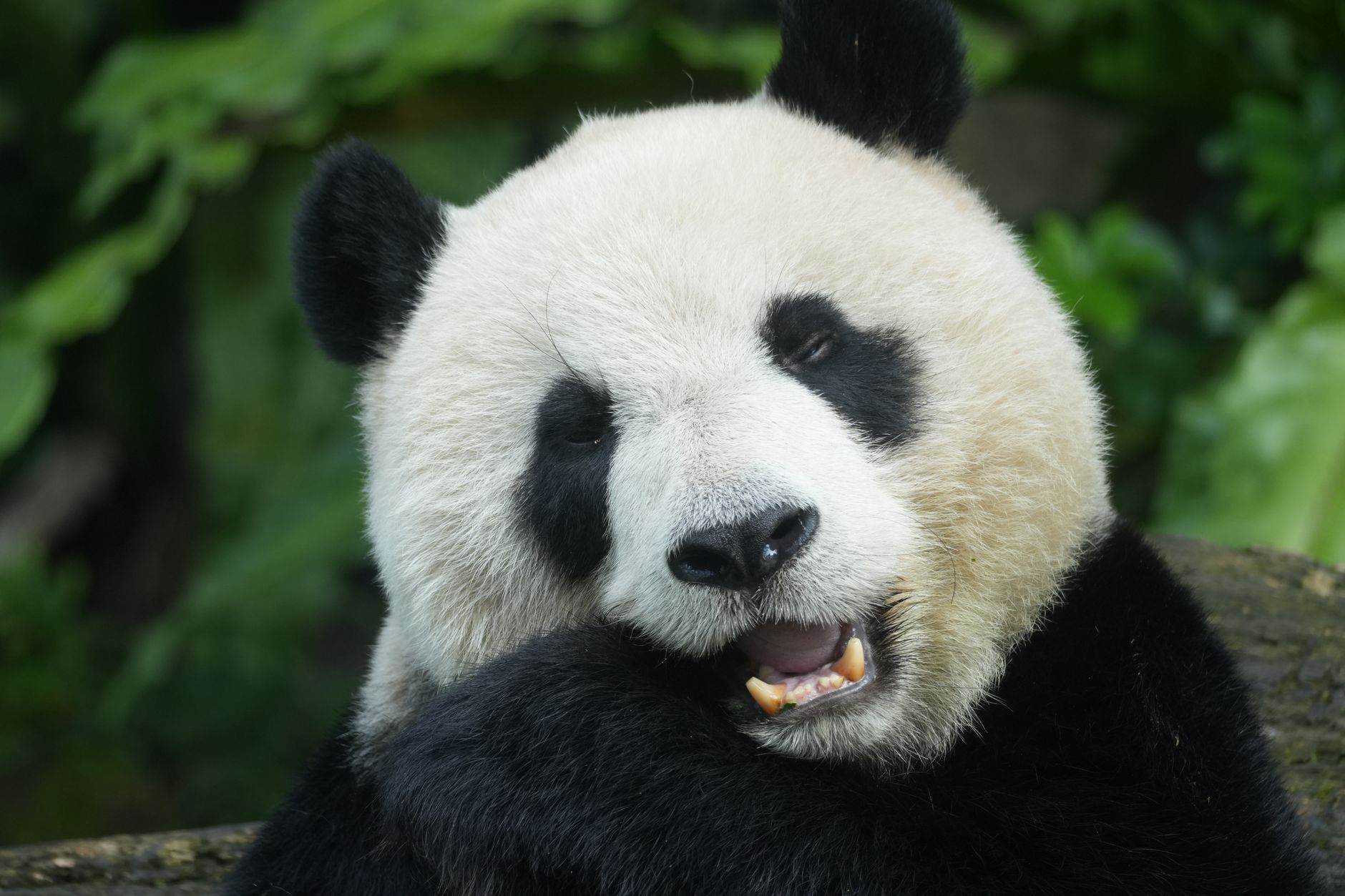 Un panda gigante comiendo bambú en la base de pandas de Chengdu