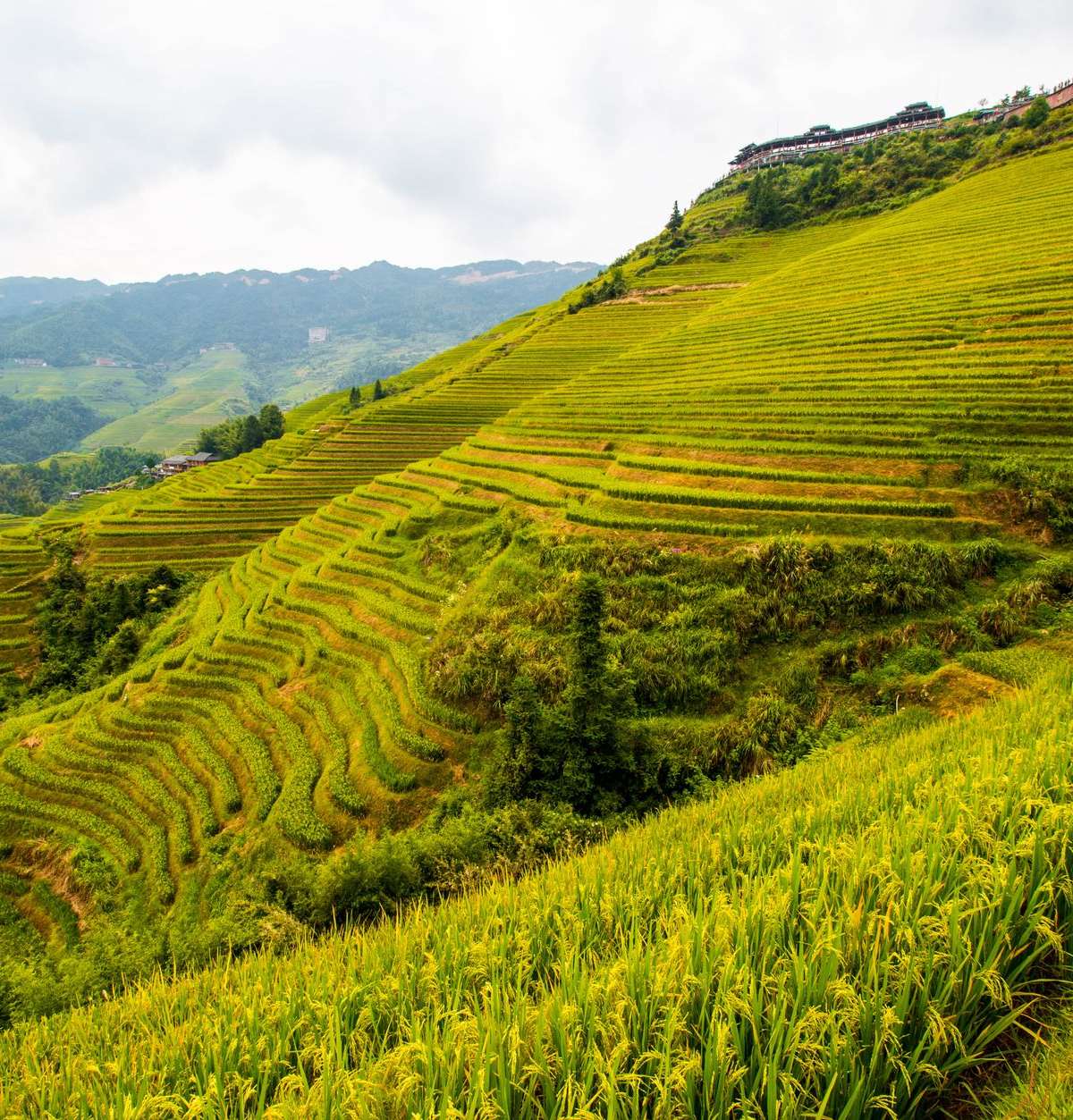 Terrazas de arroz verdes de Longji sobre Guilin, en Guangxi