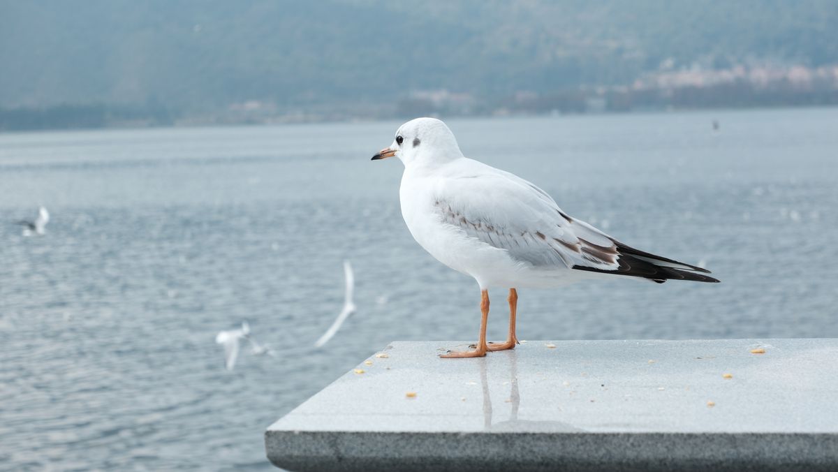 Cartel de DIANCHI junto al lago con gaviotas posadas