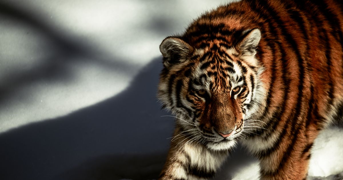 Parque de Tigres Siberianos, Harbin