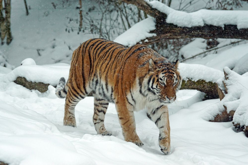 Tigre siberiano caminando sobre la nieve fresca en el parque de Harbin