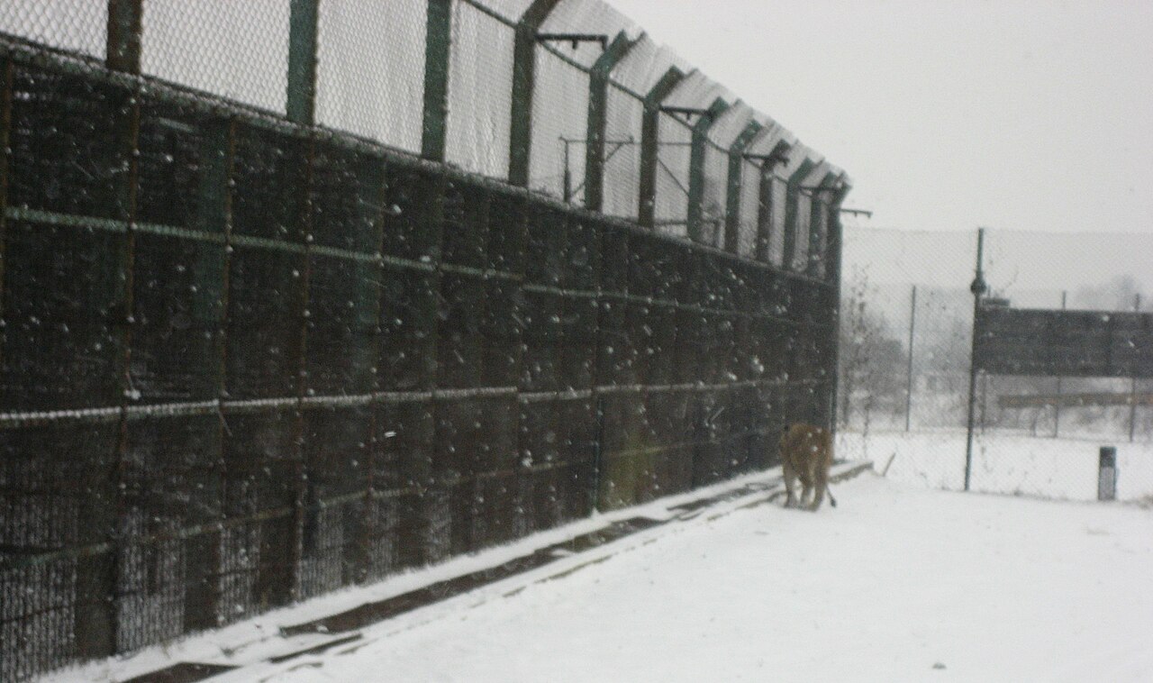 Tigre dentro del recinto de malla del Parque de Tigres Siberianos de Harbin
