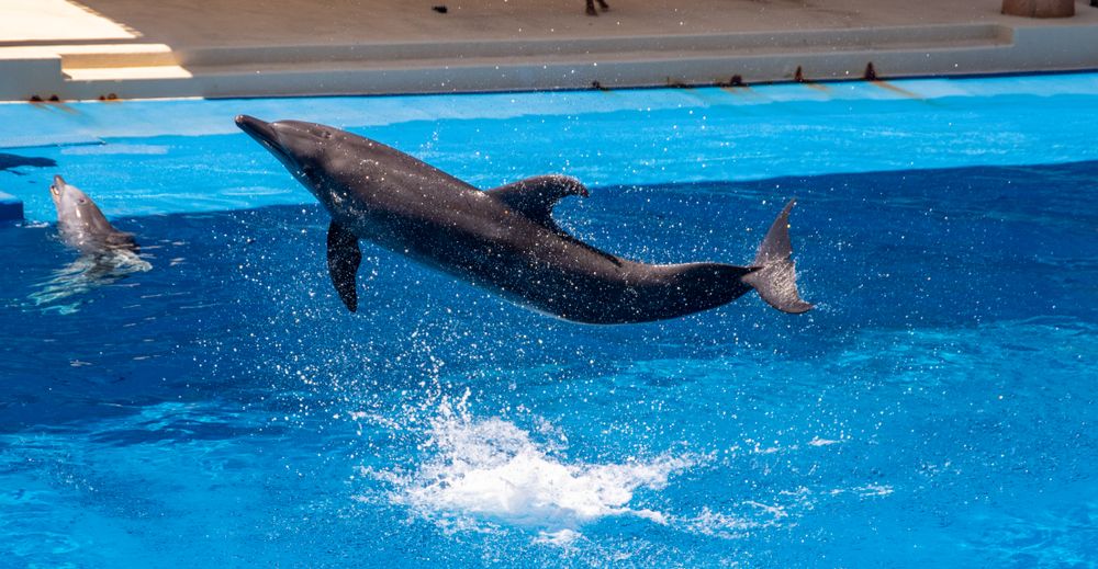 Beluga deslizándose por el acuario de Harbin Polarland