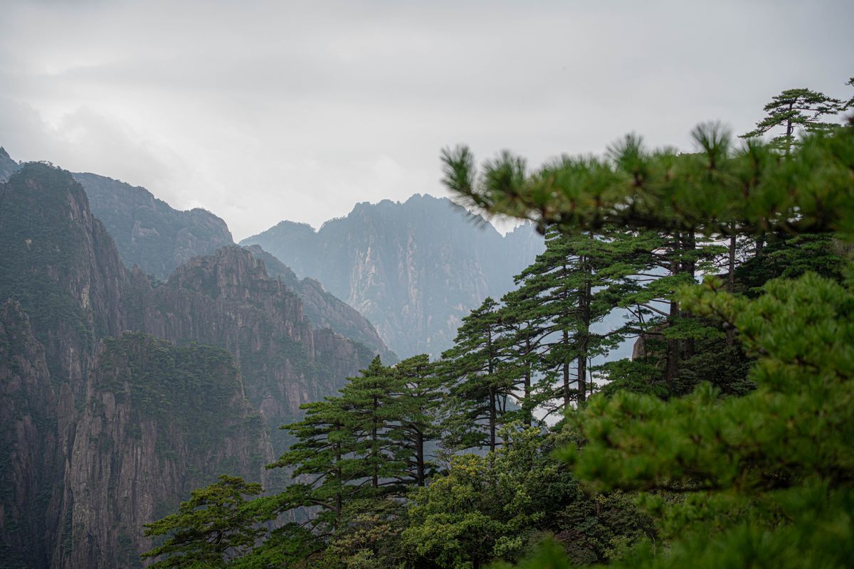 Misty granite peaks of Huangshan framed by pine trees at dawn