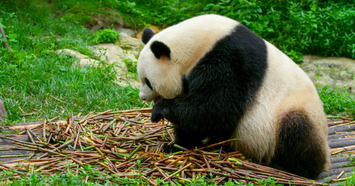 Giant panda eating bamboo at a reserve in Chengdu