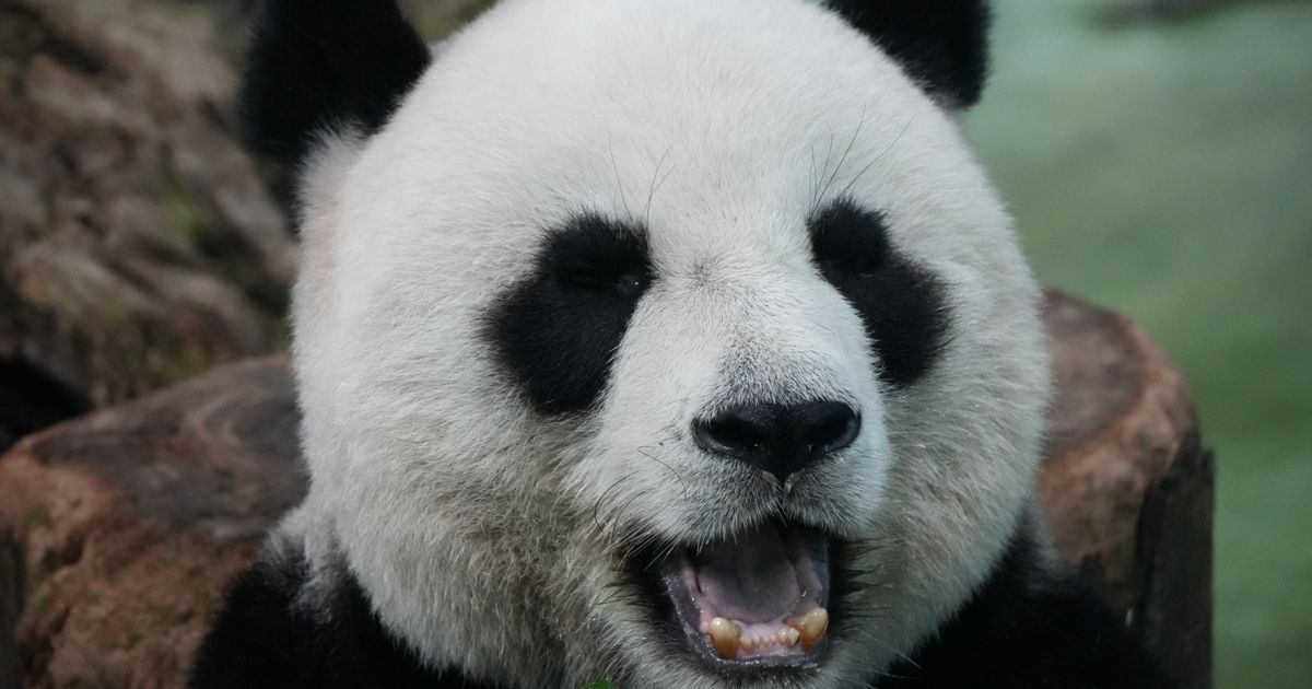 Shanghai to Chengdu Train 2026: Time, Price, Sleeper vs Flight