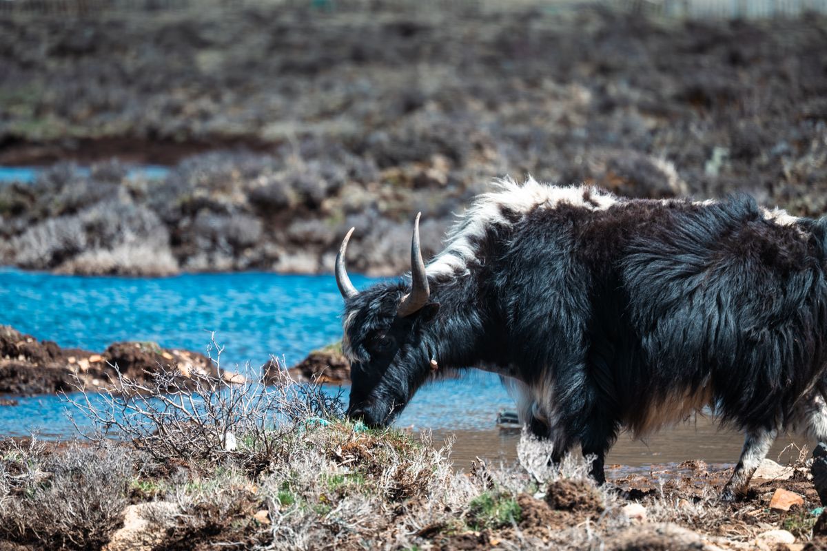 Yak grazing beside a lake on the Tibetan plateau