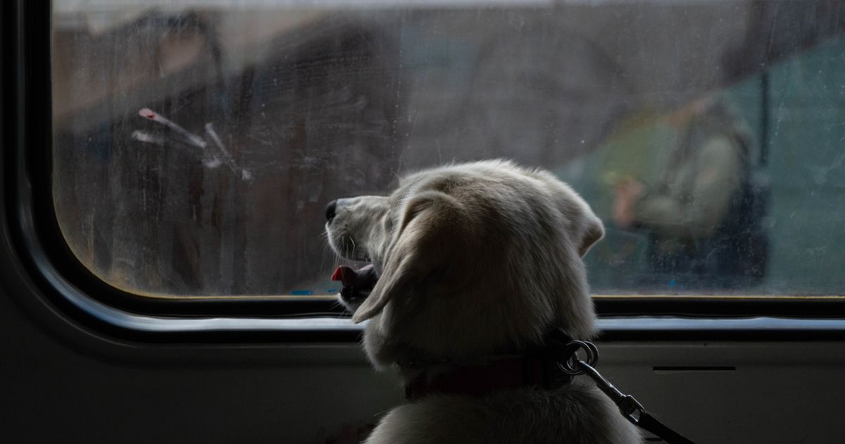 China High-Speed Trains With Pets: 2026 Booking & Rules