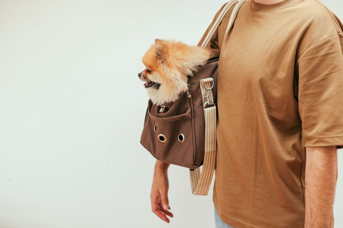 Small dog in a travel carrier before a rail journey