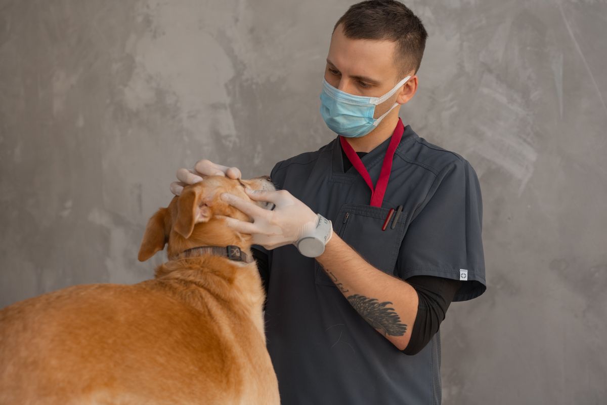 Veterinarian checking a dog before travel documentation