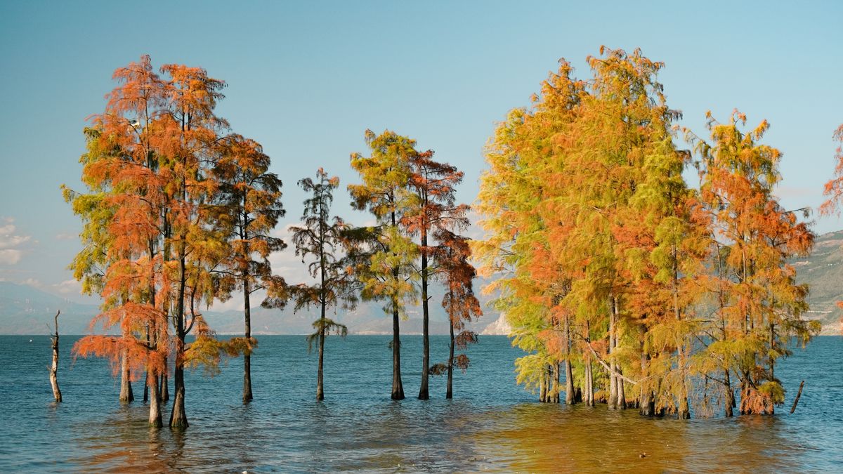 Autumn-colored trees beside Erhai Lake in Dali
