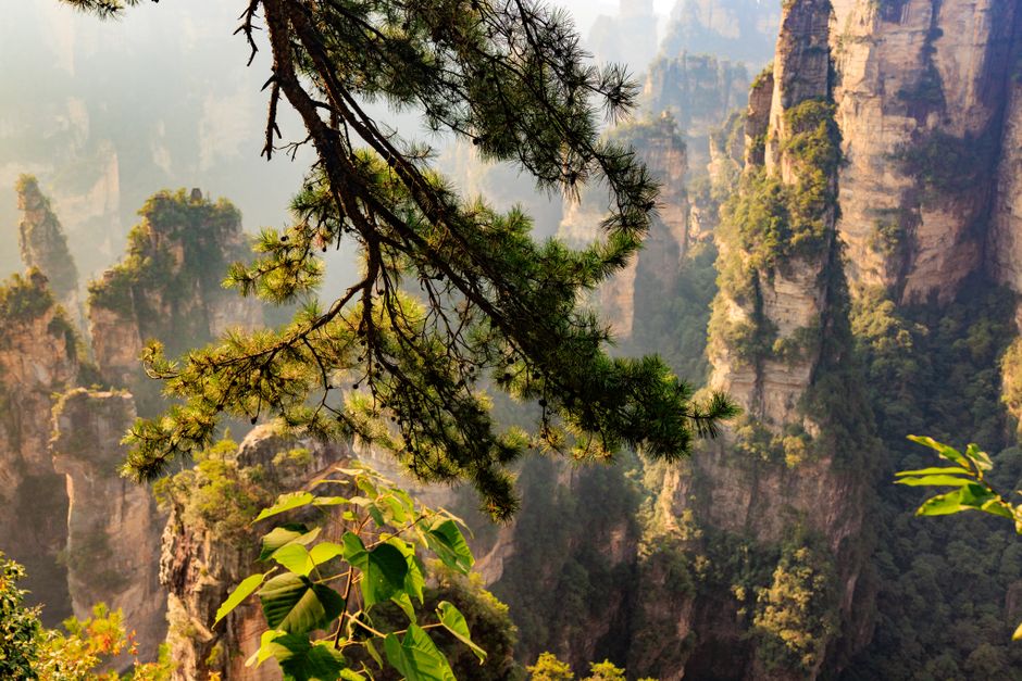 Lush green pine trees overlooking Zhangjiajie's sandstone pillars in China.