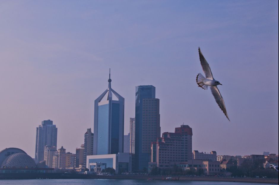 A seagull soars over the modern skyline of Qingdao, China at daytime.